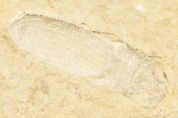 Fossil Beetle (Coleoptera) Elytron - Bois d’Asson, France #256765